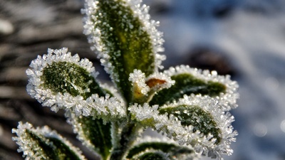 Florida deep freeze; will my landscaping survive this harsh winter?